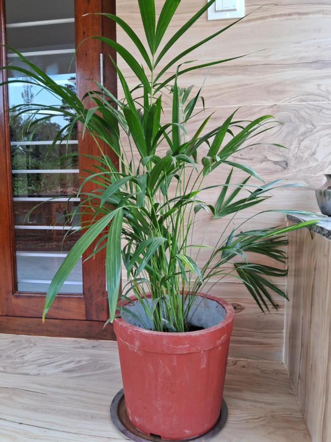 Coorg Teakwood Treasure Holiday home
