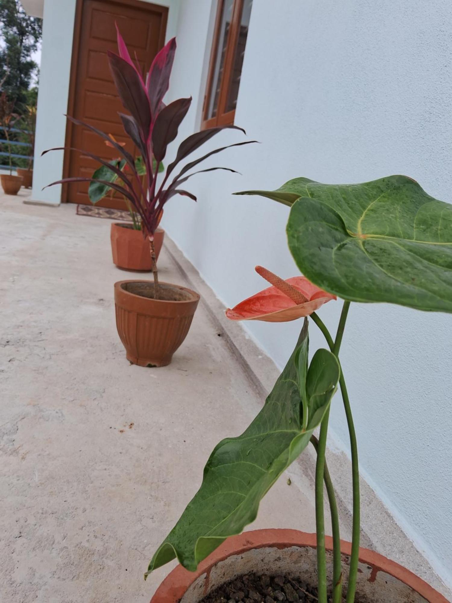Coorg Teakwood Treasure Holiday home
